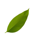 leaf_top_left